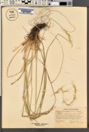 Elymus arizonicus image