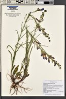 Penstemon comarrhenus image