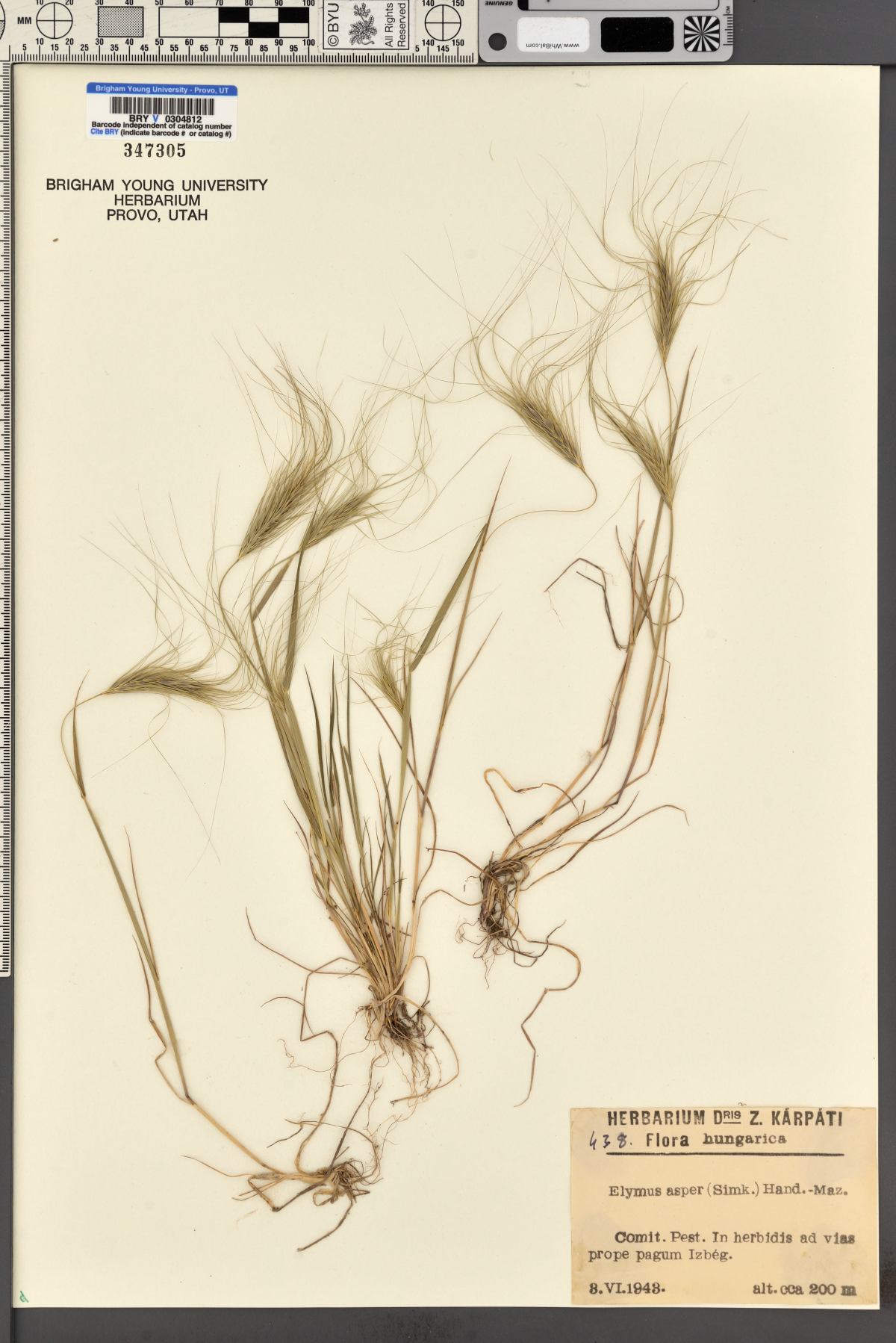 Elymus angulatus image