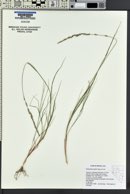 Muhlenbergia wrightii image