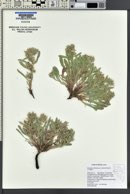 Oreocarya abortiva image