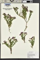 Polygala subspinosa image