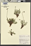 Lomatium scabrum image