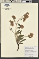 Phacelia heterophylla image