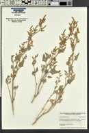 Chenopodium fremontii image