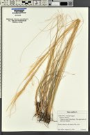 Stipa capillata image