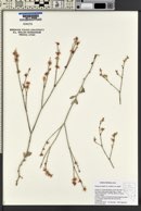 Eriogonum wrightii image