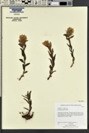 Castilleja pulchella image