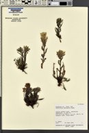 Castilleja pulchella image