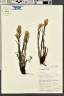 Castilleja pulchella image