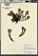 Castilleja pulchella image