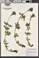 Verbena canadensis image