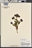 Phacelia crenulata image