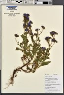 Phacelia crenulata var. corrugata image