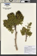 Juniperus osteosperma image