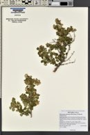 Physocarpus alternans image