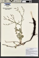 Eriogonum ammophilum image