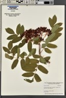 Sorbus scopulina image