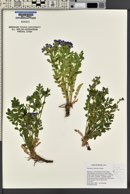 Polemonium californicum image