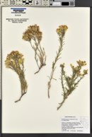 Ericameria parryi image