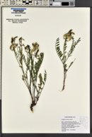 Astragalus eremiticus image