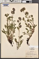 Phacelia heterophylla image