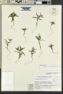 Collomia wilkenii image