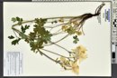 Aquilegia coerulea image