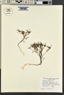 Collomia tracyi image