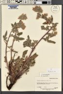 Phacelia heterophylla image