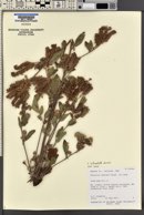 Phacelia heterophylla image