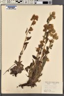 Phacelia heterophylla image