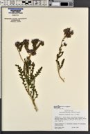 Phacelia crenulata image