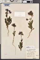 Phacelia crenulata var. corrugata image