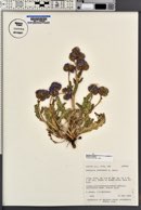 Phacelia crenulata image