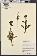 Phacelia crenulata image