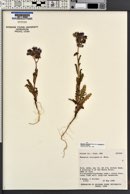 Phacelia crenulata var. corrugata image