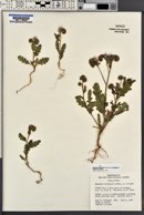 Phacelia crenulata image