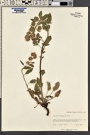 Phacelia heterophylla image