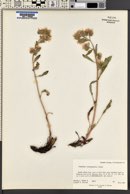 Phacelia heterophylla image