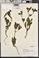 Phacelia crenulata image