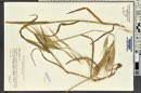 Bromus diandrus subsp. rigidus image