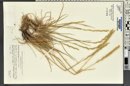 Elymus lanceolatus subsp. lanceolatus image