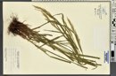 Bromus carinatus image