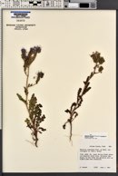 Phacelia crenulata image