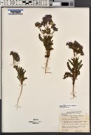 Phacelia crenulata image