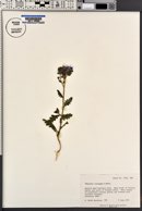 Phacelia crenulata var. corrugata image