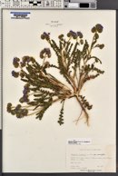 Phacelia crenulata image