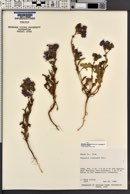 Phacelia crenulata image