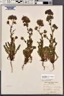 Phacelia crenulata var. corrugata image